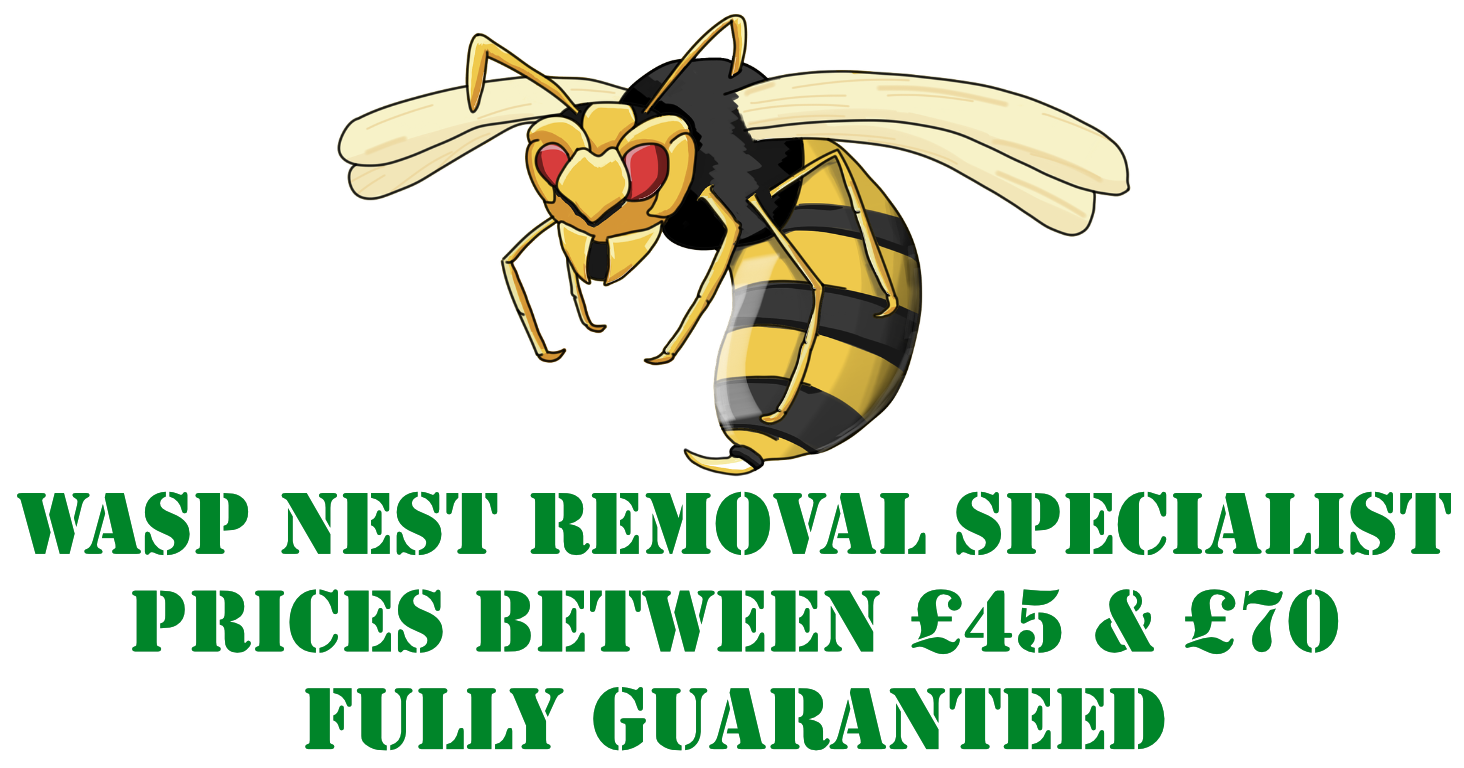 Wasp Removal Specialist