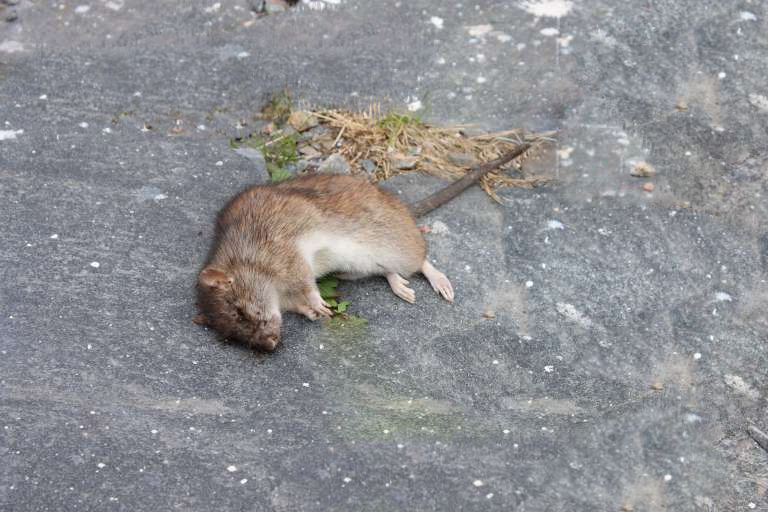 picture of some mice