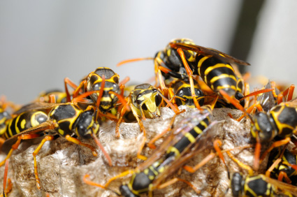 picture of some wasps