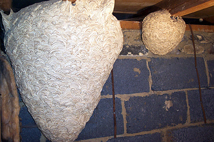 picture of wasps nest